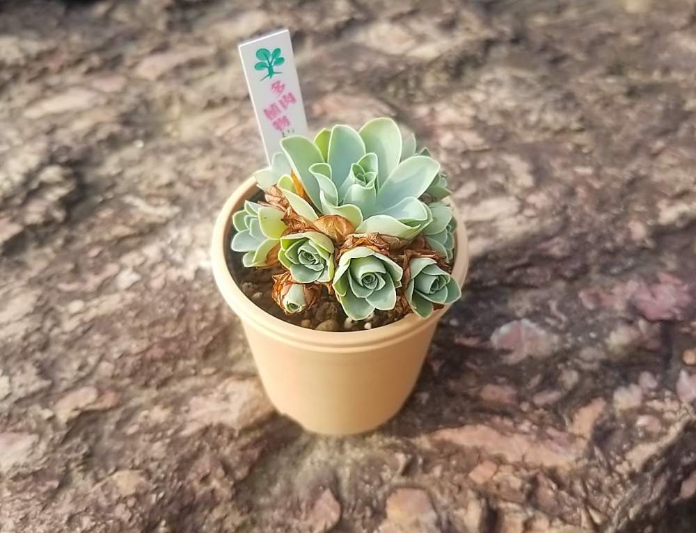 の画像 by けいちゃんさん | ドドランタリスと多肉植物と植物のある暮らしとアエオニウム属とけいちゃん園芸と放置の力と仕立て直し