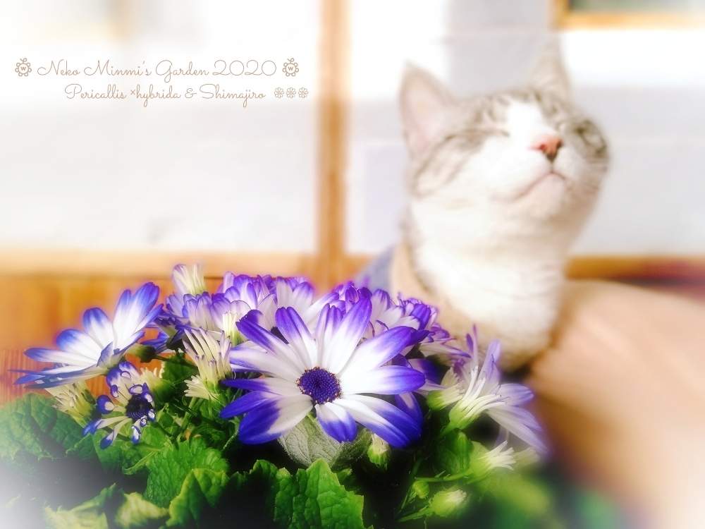 階段/廊下の画像 by 猫みんみさん | 階段/廊下とサイネリアとしまじろうとぉしゃんとみどりのある暮らしと植物のある暮らしと猫好きと癒しとガーデニング初心者と可愛いと花のある暮らしと猫のいる暮らしと日向ぼっこ