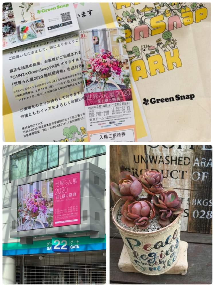 お出かけ先の画像 by Jocelynさん | お出かけ先と世界らん展2020と多肉植物のある暮らしと順調と多肉女子とジョセのスヨン②