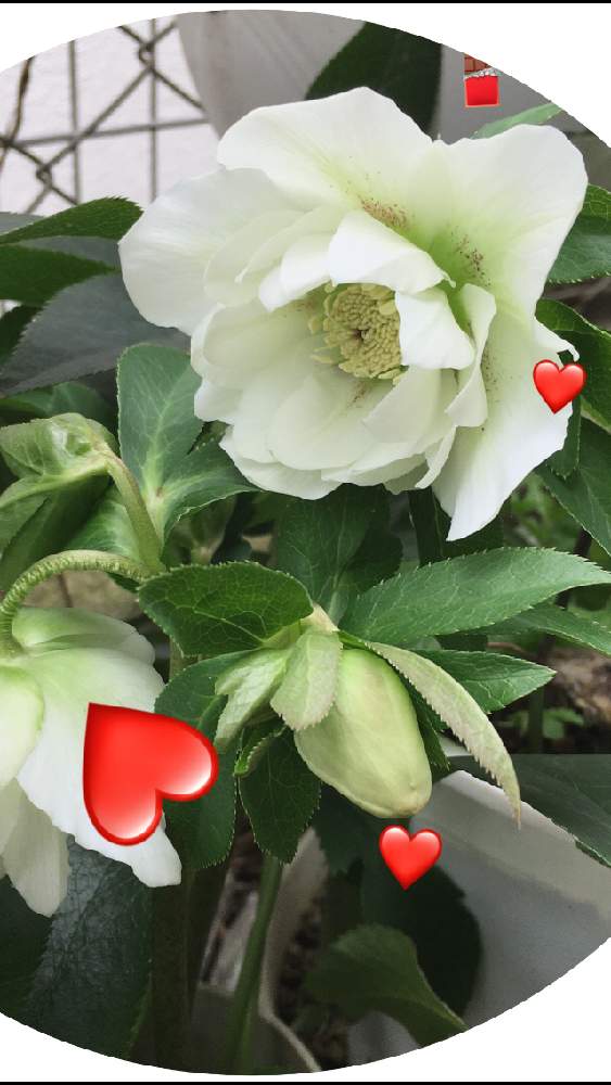 小さな庭の画像 by 花が好きさん | 小さな庭とクリスマスローズといつも笑顔で〜〜♡とキュンキュン乙女倶楽部と白い花好きです♡とみんなが幸せに〜〜♡とありがとう♡とGSミニモニと花のある世界♡といい感じ♪♪と優しい色合い♡とバラと夢CLUBと小さな庭♡ととても癒される♡とガーデニングと花のある暮らしと花が好きです♡♡♡と花の16年組♡とみんなが健康に〜〜♡とラッキーに捧げるお花と可愛いね♡