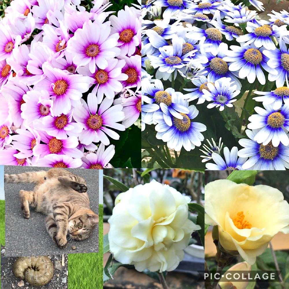 お出かけ先の画像 by らにいーさん | お出かけ先とサイネリア✨とつばきの花