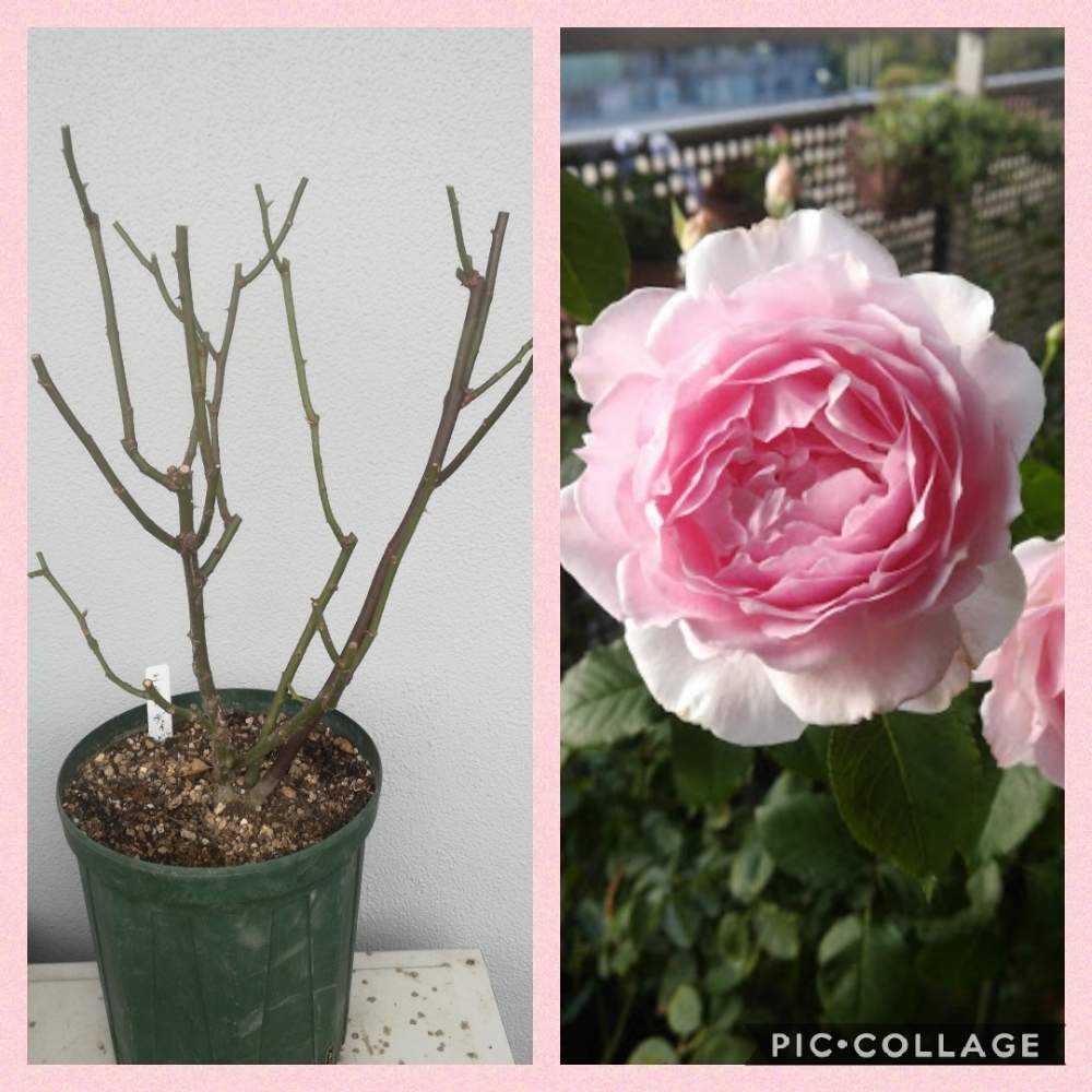 バルコニー/ベランダの画像 by るるさん | バルコニー/ベランダとエウリディーチェとばら バラ 薔薇と薔薇に魅せられてと癒やしの時間とガーデニングと花のある暮らしと薔薇♪とバラ・ミニバラ