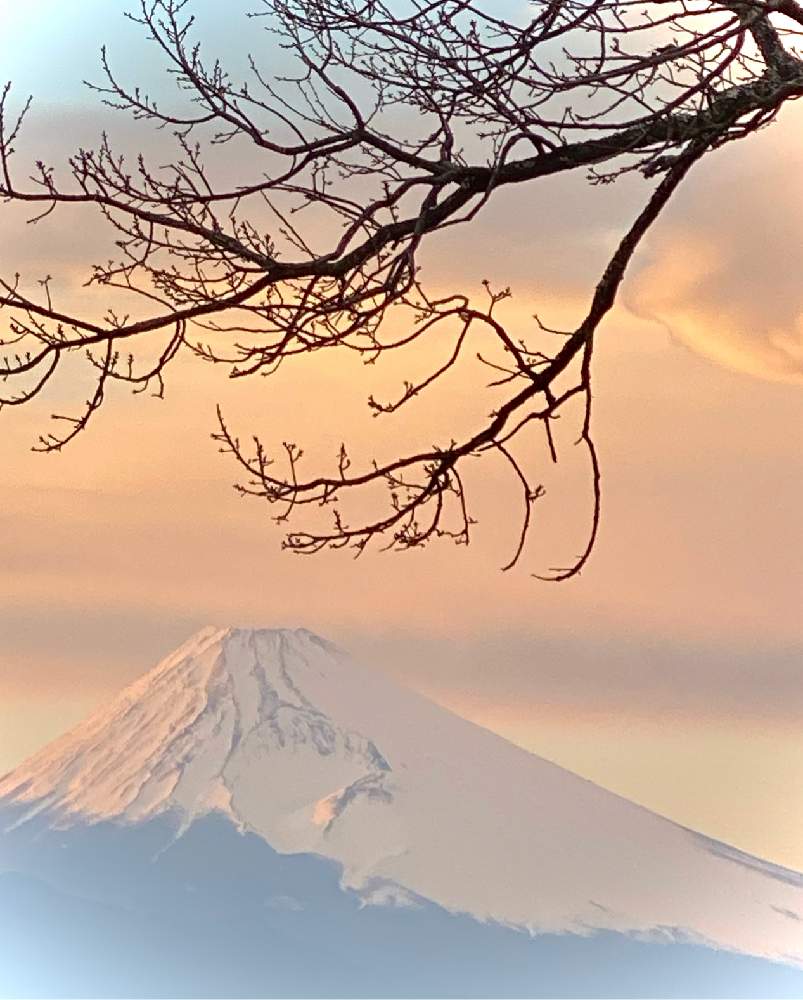 の画像 by 木猫さん | 春の足音♪と空と富士山と自然はARTだ!と里山の風景♪と紫大好き♪と美‼️と山荘便りと99%の幸せと花のある暮らしとGREEN UP!とオリンピックイヤー2月