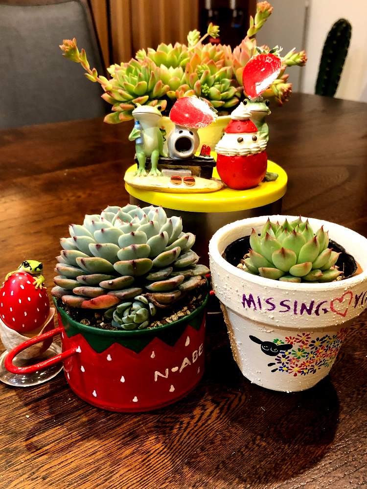 部屋の画像 by コニー✨さん | 部屋と多肉植物とひつじ鉢と フェロロボスとGS映えとレイマース。と植中毒とHTC No.278とバラと夢CLUBとリメ鉢と多肉女子と可愛い〜♡とタニラーと毎日お疲れと毎月15日はいちごの日とゆくはし植物園とまかろんちゃんのNIVEA缶とたにおたくらぶとホワイトミニマ♡とリメイク鉢