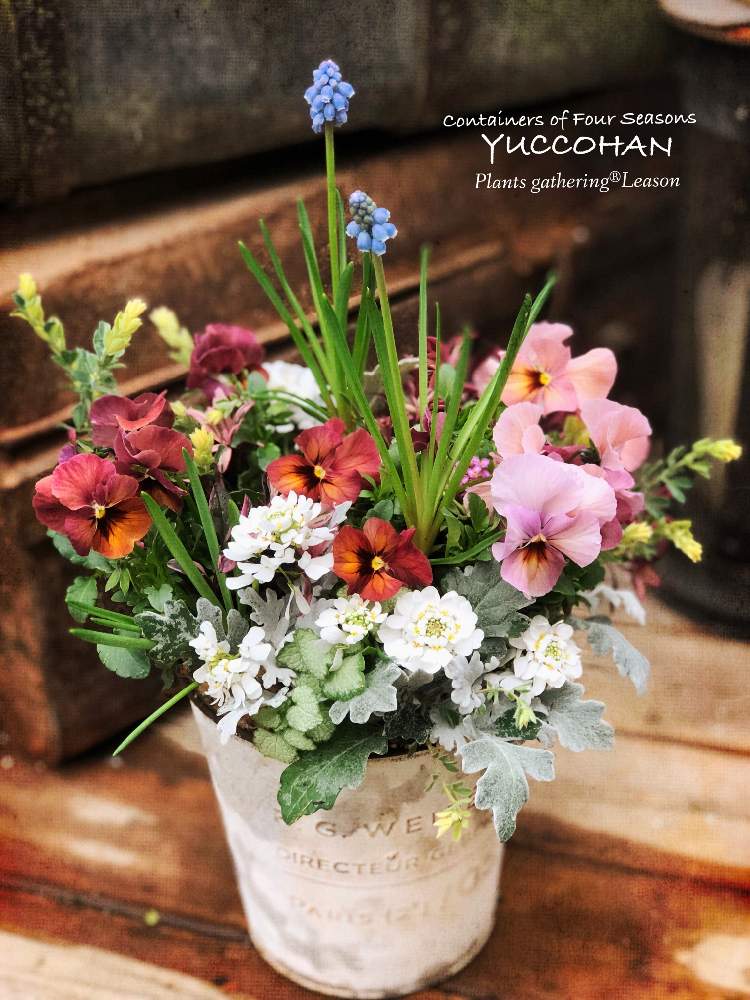 バルコニー/ベランダの画像 by 寄せ植え屋ゆっこはんさん | バルコニー/ベランダと新規生徒募集とギャザリング教室とプランツギャザリングと寄せ植えとギャザリング寄せ植えとギャザリングと寄せ植え屋ゆっこはんとギャザリングレッスンと花のある暮らしとあおき式ギャザリングとベラボン