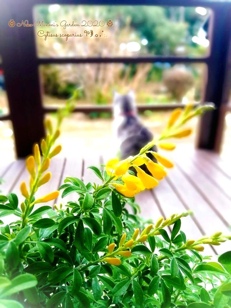テラスの画像 by 猫みんみさん | テラスとエニシダとはなとみどりのある暮らしと植物のある暮らしと猫好きと今日のお花とガーデニング初心者と黄色の花と花のある暮らしと猫のいる暮らし