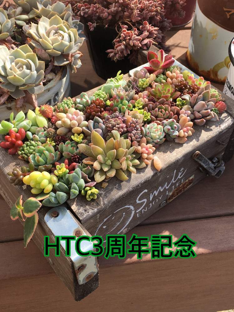 バルコニー/ベランダの画像 by 杏さん | バルコニー/ベランダとHTCとHTC. No139とタニコロちゃんからの素敵便とたにおた48番と㊗️HTC3周年と多肉2016同期と35マルシェと宮城県とたにおたくらぶとt.kaoriちゃんの木箱と全国オヤジ連合会No.35とチマってこ~ぜとチマ女