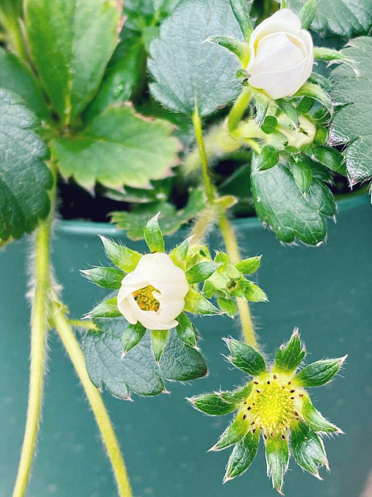 バルコニー/ベランダの画像 by なおさん | バルコニー/ベランダとよつぼしとたのしみ♡と幸せと植物愛がとまらないとよろしくお願いしますとイチゴ♡と植物大好きと植物だいすきと大好きと植中毒と素人園芸と小さな幸せ♡とうれしい!と毎月15日はいちごの日と可愛いと小さい花と花のある暮らしと白い花と家庭菜園奮闘日記