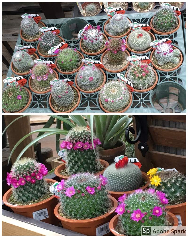 お出かけ先の画像 by うにこさん | お出かけ先と多肉植物とサボテン科とギムノカリキウム属とマミラリア属とブラジリカクタス属とパロディア(ノトカクタス)属