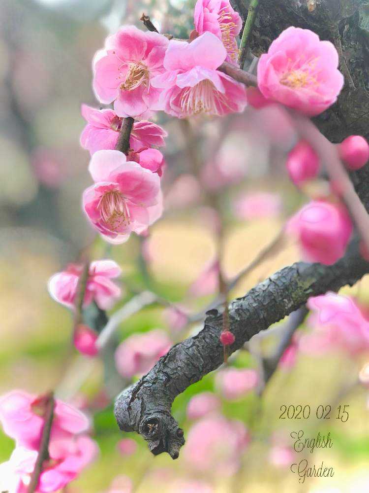 お出かけ先の画像 by イングリッシュガーデンさん | お出かけ先とうめとかわいい♡とGS映えと綺麗なお花と可愛いと花のある暮らしとGSアダルトチームとかわいいな♡と色合いがキレイとチーム愛知と豊橋向山梅林園とEGお出かけ先