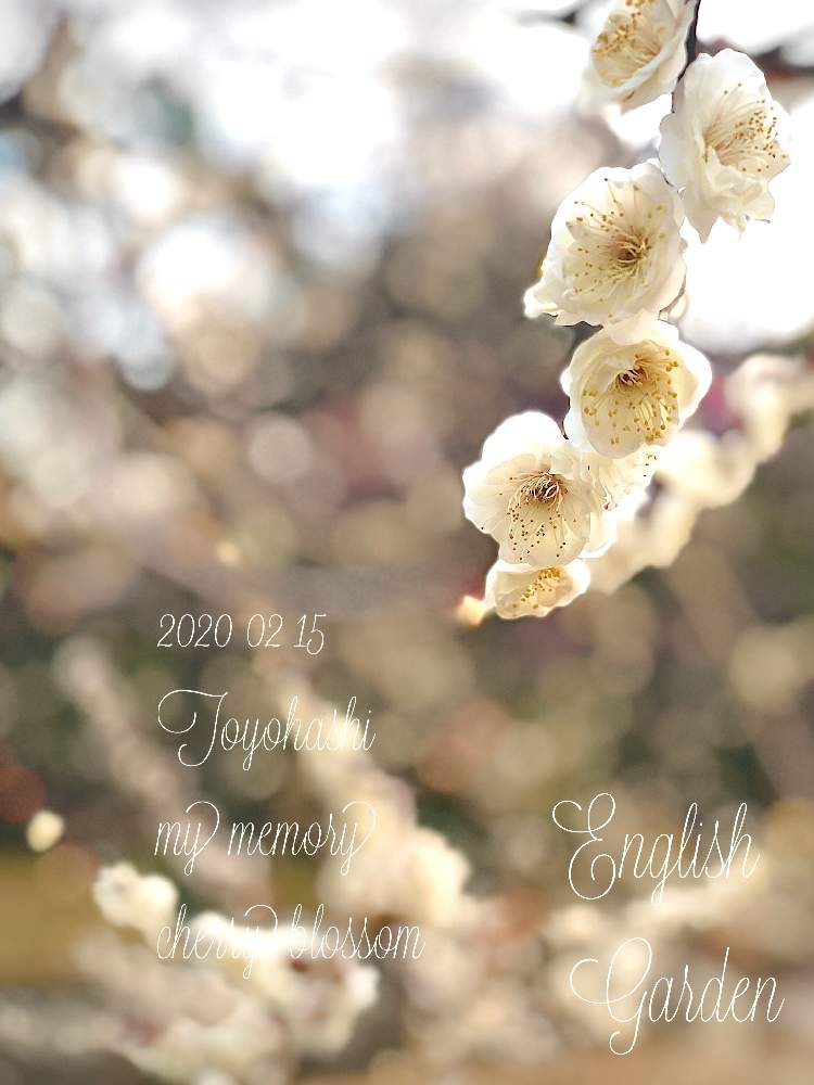 お出かけ先の画像 by イングリッシュガーデンさん | お出かけ先とうめとかわいい♡とGS映えと綺麗なお花と可愛いと花のある暮らしとGSアダルトチームとかわいいな♡と色合いがキレイとチーム愛知と豊橋向山梅林園とEGお出かけ先と白い植物フォトコン2020