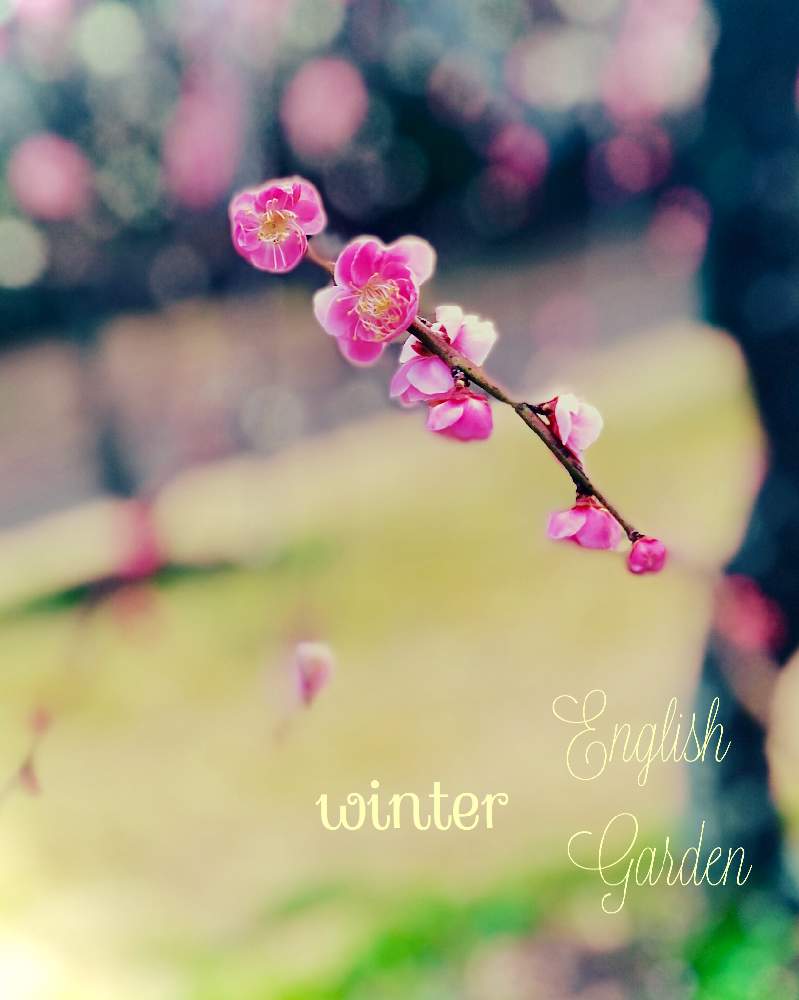 お出かけ先の画像 by イングリッシュガーデンさん | お出かけ先とかわいい♡とGS映えと綺麗なお花と可愛いと花のある暮らしとGSアダルトチームとかわいいな♡と色合いがキレイとチーム愛知と豊橋向山梅林園とEGお出かけ先