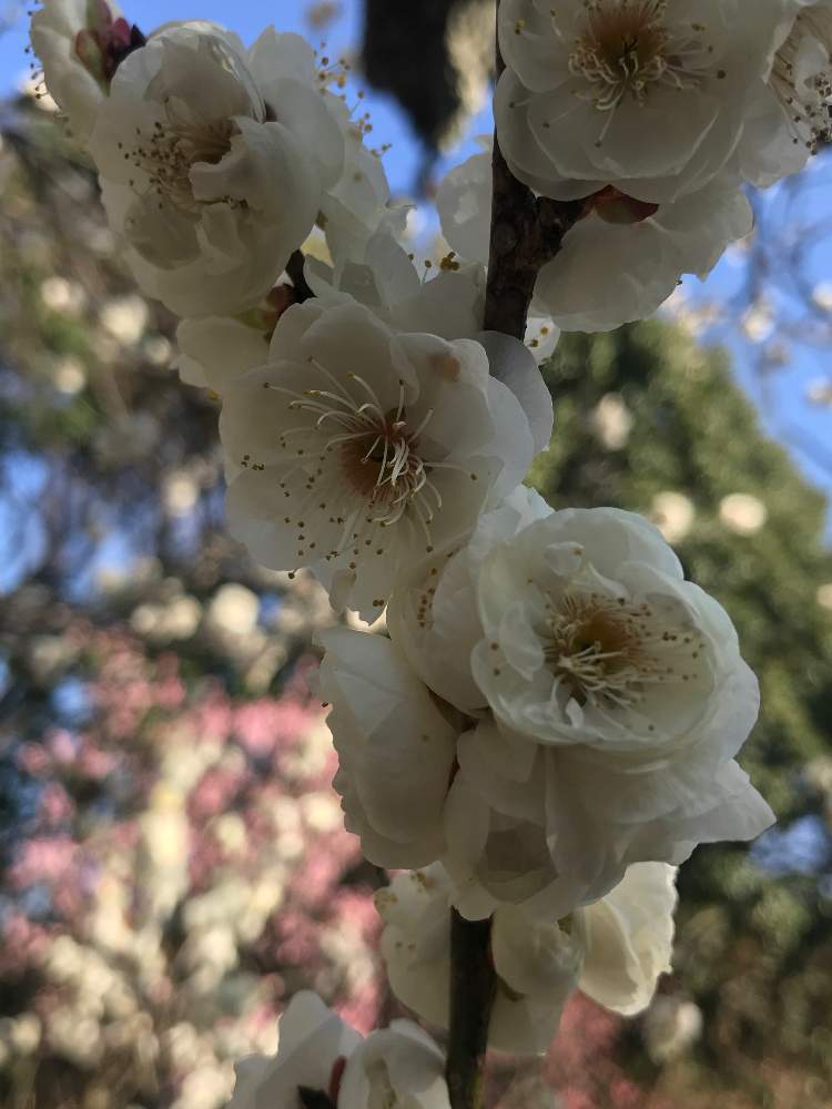 お出かけ先の画像 by 92Aさん | お出かけ先とウメとうめとタマボタンと近所の公園とおはなと公園とGS映えと美しく咲くと可愛いと白い花といやされるとGREEN UP!と花が咲く