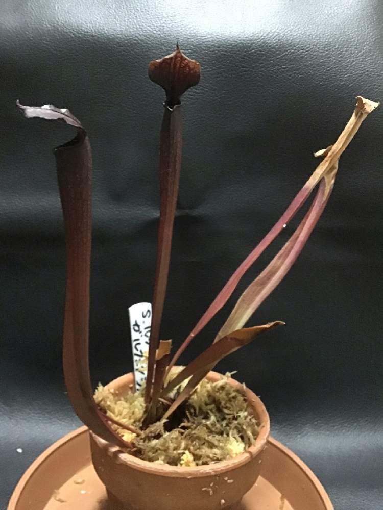 バルコニー/ベランダの画像 by ghosthuntさん | バルコニー/ベランダとサラセニア ルブラ ガルフェンシスと食虫植物とベランダーと食虫毒と食虫男子