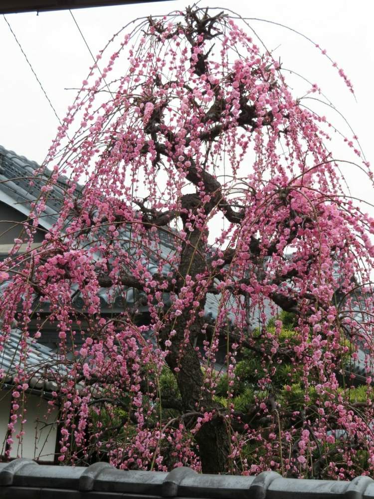 お出かけ先の画像 by ふくちゃんさん | お出かけ先と枝垂れ梅 紅梅と花のある暮らしとウォーキング中と紅梅の花とうどん県人会