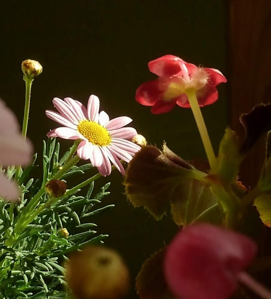 部屋の画像 by Digitalisさん | 部屋とベゴニアとマーガレットとピンクの花とキュンキュン乙女倶楽部と癒やされるとGSアダルトチーム