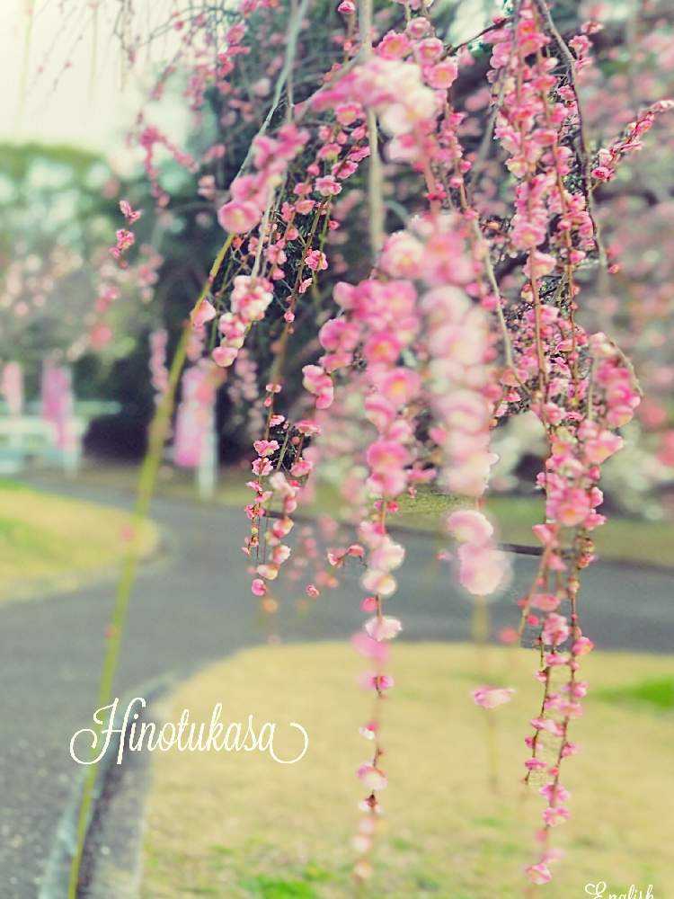 お出かけ先の画像 by イングリッシュガーデンさん | お出かけ先とかわいい♡とGS映えと綺麗なお花と可愛いと花のある暮らしとGSアダルトチームとかわいいな♡と色合いがキレイとチーム愛知とEGお出かけ先
