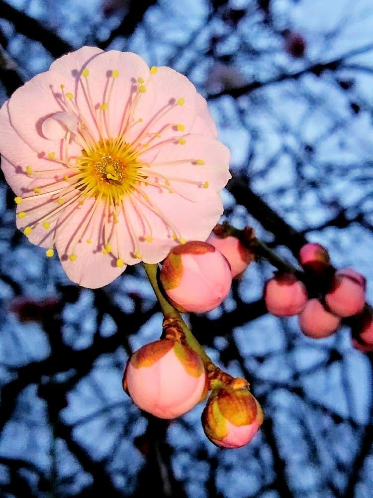 お出かけ先の画像 by Digitalisさん | お出かけ先とうめとピンクの花ときれいだなとGSアダルトチーム