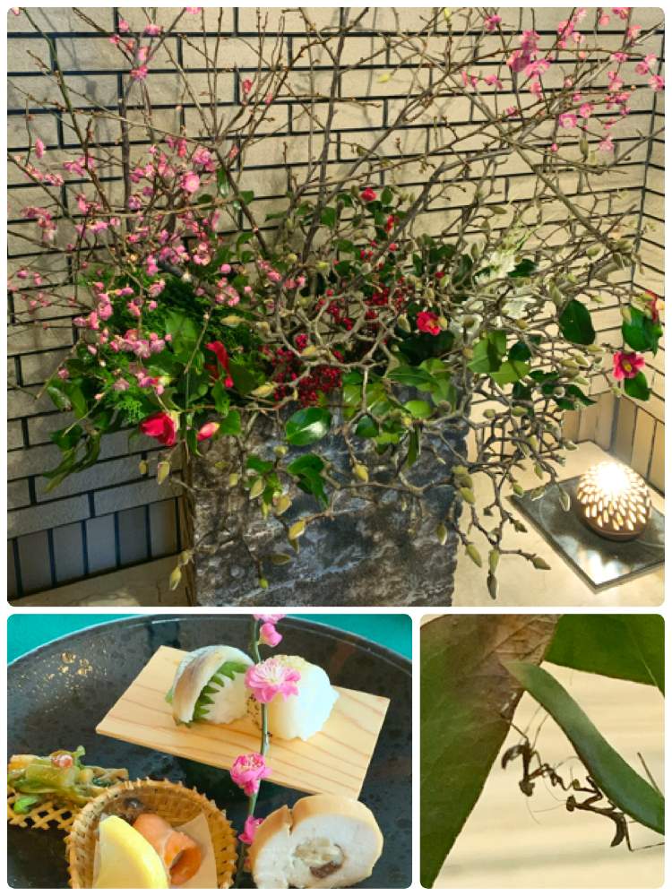 お出かけ先の画像 by 茶々のお庭さん | お出かけ先とツバキと桃の花とハクモクレンとモモとレストランのエントランスとゆるキャラ倶楽部とHTCと【こまち多肉部】とカマキリ