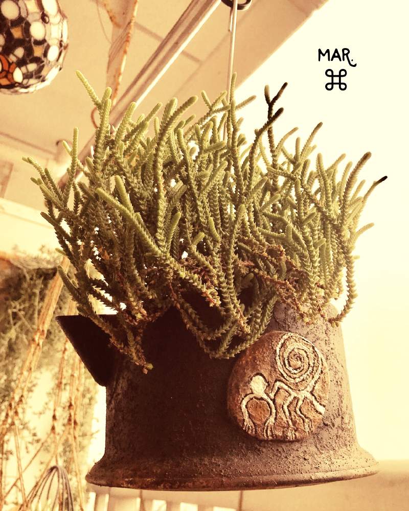 の画像 by まーるさん | 若緑と多肉植物とハンドメイド 鉢とリメ鉢とリメ缶・リメ鉢とナスカ