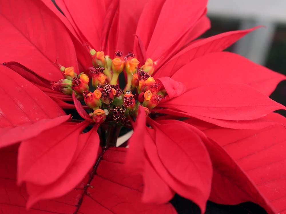 お出かけ先の画像 by hiroshiさん | お出かけ先とポインセチアと観葉植物と冬の花と温室と下関市園芸センターと花のある暮らしとマクロ撮影と紅葉(こうよう)