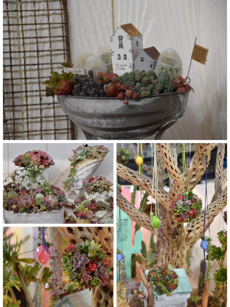 お出かけ先の画像 by chikoやんさん | お出かけ先と多肉植物と世界らん展2020と楽しいなと大好きときれいと花のある暮らしとかわいいな♡