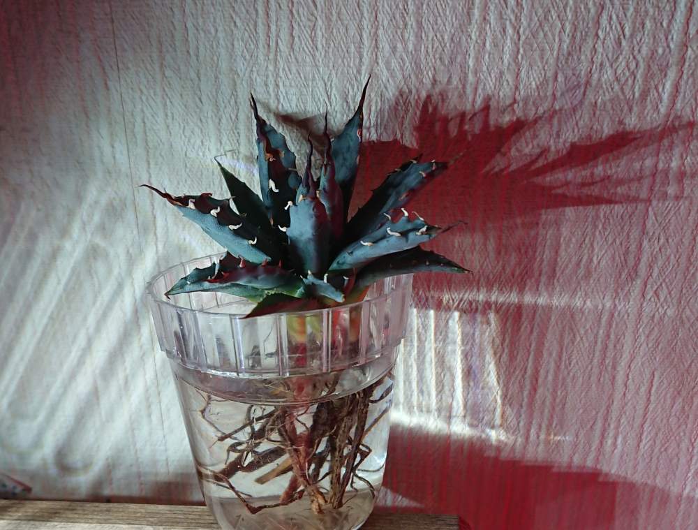 部屋の画像 by さゆりんさん | 部屋とAgave uthaensis var. nevadensisとアガベ ユタエンシス ネバデンシスと植物のある暮らしとベアルートとボタニカルライフとLEDライトとアガベのある暮らしと多肉のある暮らしと植中毒と水耕栽培とタニラーとさゆりん多肉狩りとガーデニングとバルコニストとLED栽培とアガベ女子とPCPと多肉女子とさゆりんアガベ