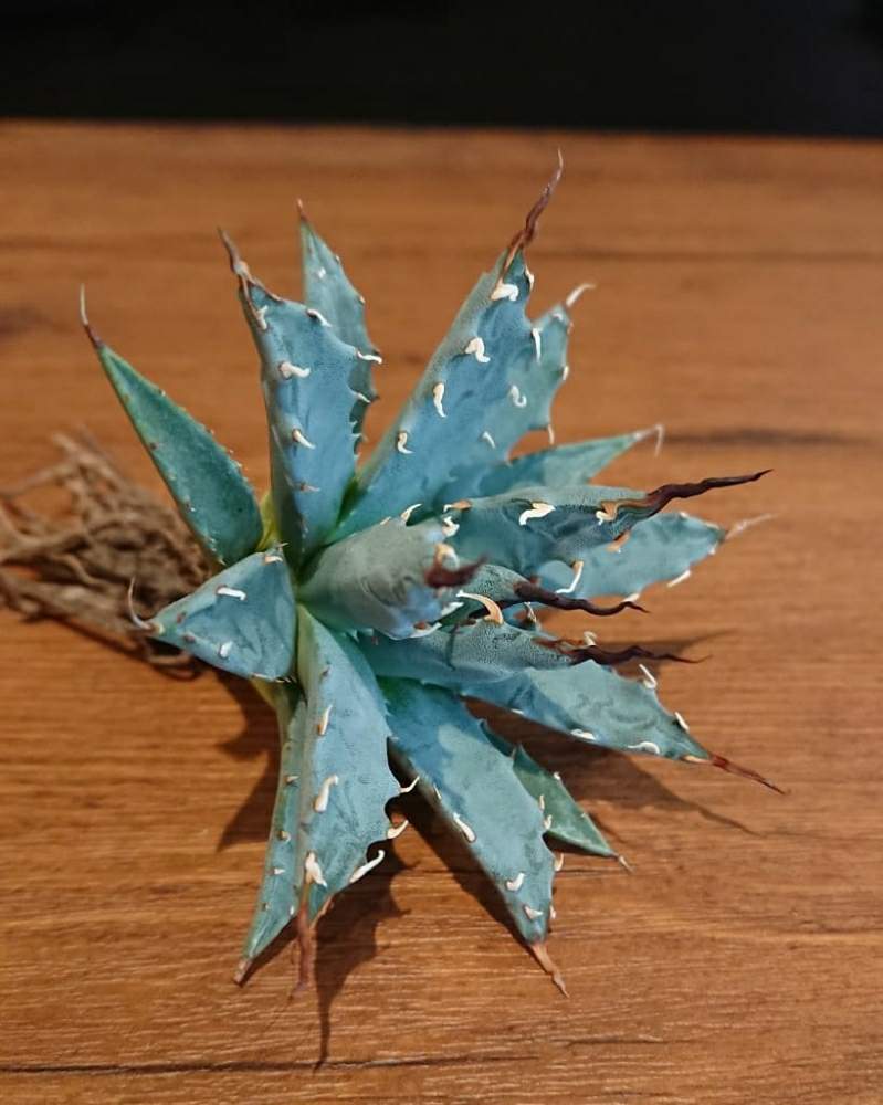 部屋の画像 by さゆりんさん | 部屋とAgave uthaensis var. nevadensisとアガベ ユタエンシス ネバデンシスとPCPとアガベ女子と植物のある暮らしとベアルートとボタニカルライフとLEDライトとアガベのある暮らしと多肉のある暮らしと植中毒と水耕栽培とさゆりん多肉狩りとガーデニングとLED栽培とバルコニストとタニラーと多肉女子とさゆりんアガベ