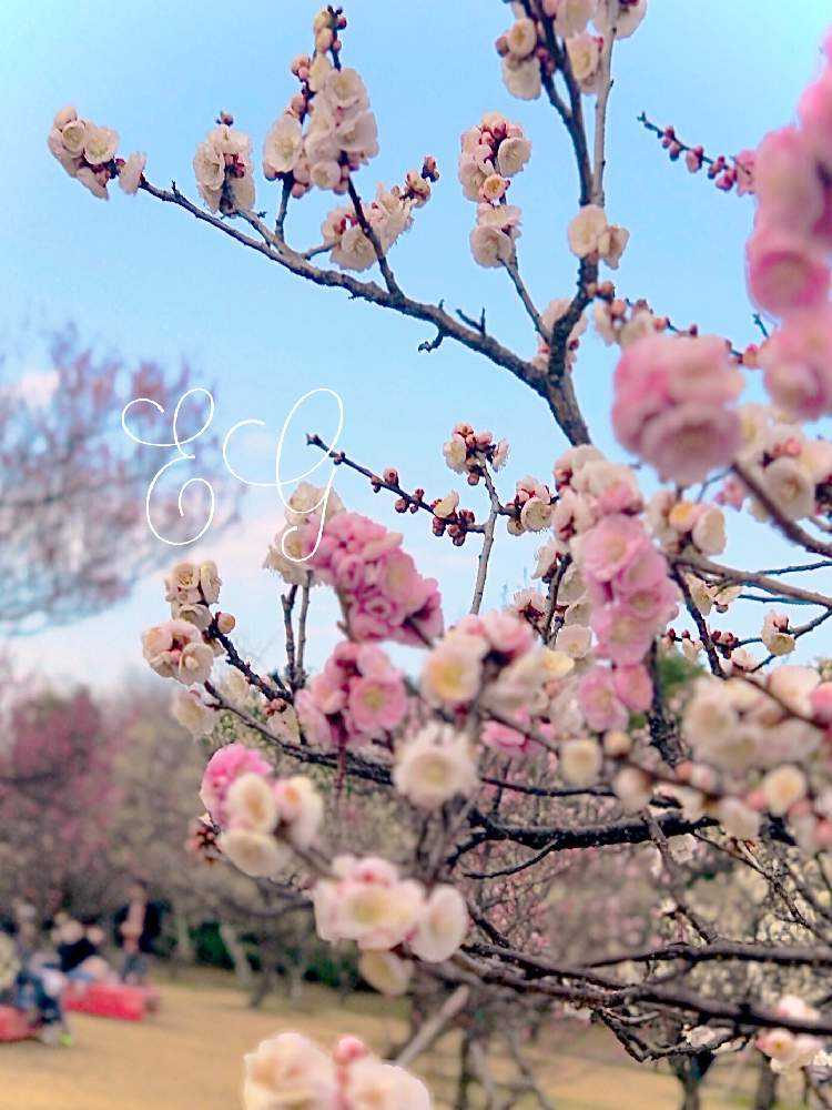 お出かけ先の画像 by イングリッシュガーデンさん | お出かけ先とうめとかわいい♡とGS映えと綺麗なお花と可愛いと花のある暮らしとGSアダルトチームとかわいいな♡と色合いがキレイとチーム愛知と豊橋向山梅林園とEGお出かけ先