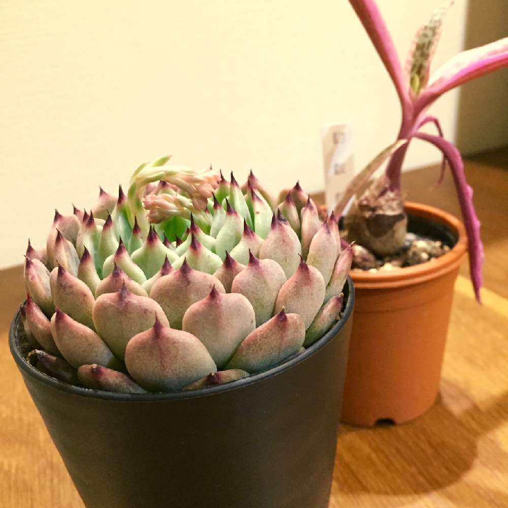 部屋の画像 by あきさん | 部屋と豹紋錦とジャッカルとジャッルと多肉中毒と多肉植物と癒される♡とラブリー♡と植欲が止まらないと中山いい肉ん エケベリアと美人さん♡とNo TANIKU,No Lifeとsabosabostoreとワクワクドキドキと植欲旺盛と植中毒と大好き過ぎてどうしよう♡とたまらん♡とリバスタときれいだな♡と多肉植物ラブとかわいいな♡と千葉タニラーと【あきの買ってきてもらっ多肉シリーズ】