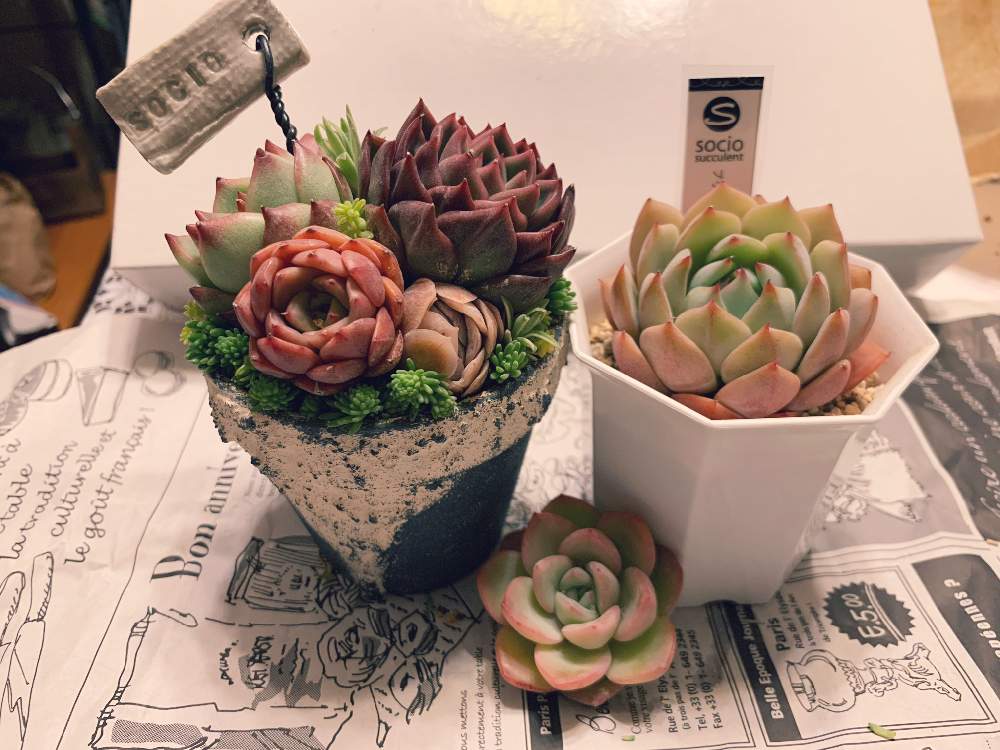 部屋の画像 by kako♪さん | 部屋とkako♪購入記録と京都タニラーとプリズム☆とsocio succulentsと多肉大好きと紅葉する多肉と多肉植物のある暮らしと可愛い~( ´艸`)♡と多肉女子と韓国苗とアマビレ♡と多肉寄せ植え