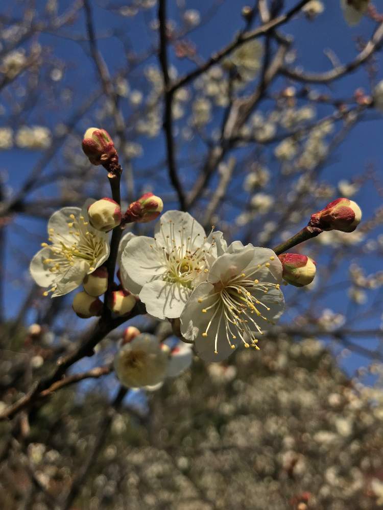 お出かけ先の画像 by 92Aさん | お出かけ先とウメとうめとウメ 白加賀と近所の公園とおはなと公園とGS映えと美しく咲くと可愛いと白い花といやされるとGREEN UP!と花が咲く