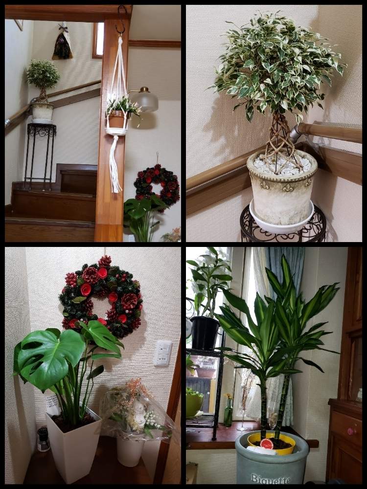 階段/廊下の画像 by 天空のバラの五線譜さん | 階段/廊下と多肉植物と幸せな日