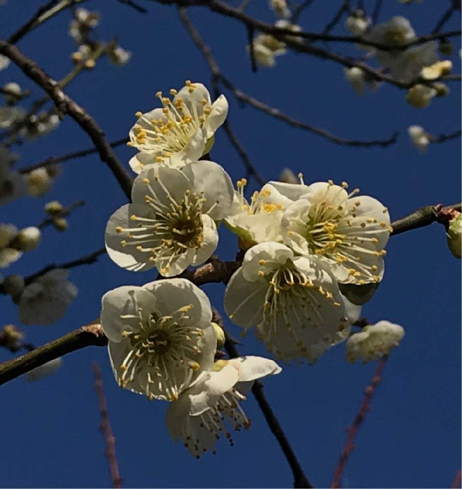 お出かけ先の画像 by 92Aさん | お出かけ先とウメとうめとウメ 月影と近所の公園とおはなと公園とGS映えと美しく咲くとつぼみと可愛いと白い花といやされるとGREEN UP!と花が咲く