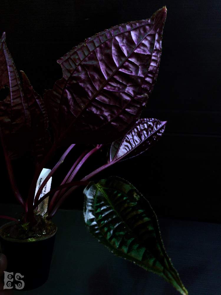 部屋の画像 by Esさん | 部屋と世界らん展2020と着生植物とアリ植物と草キチとお迎えしましたとうっとり