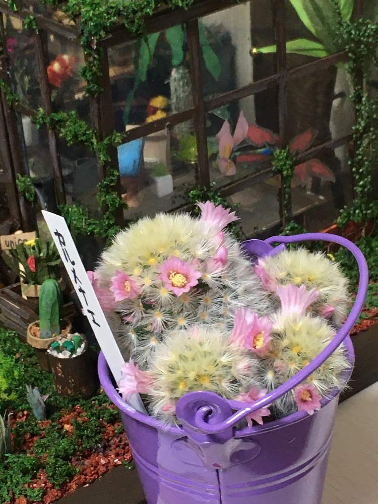 部屋の画像 by うにこさん | 部屋とサボテン科とサボテンの花とマミラリア属とマミラリア属 カルメナエ