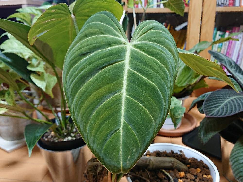 部屋の画像 by botanicallifeさん | 部屋とフィロデンドロン タートイズと観葉植物とヤフオクとフィロデンドロン属とプラントハント収穫記録