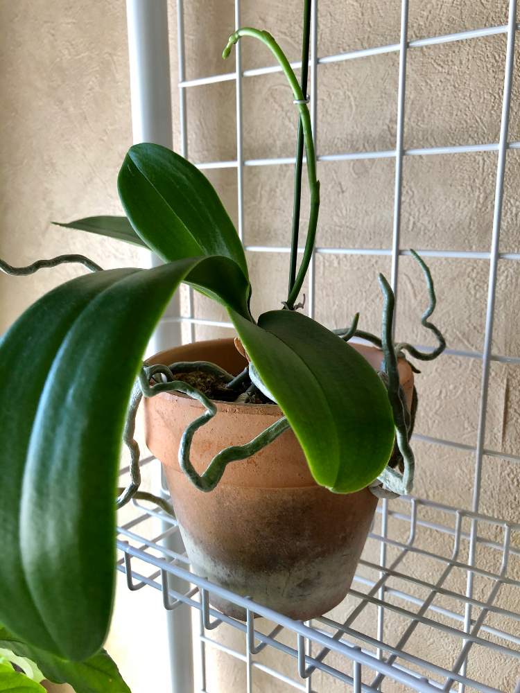 部屋の画像 by ポッポさん | 部屋と胡蝶蘭と多肉植物と観葉植物と植物のある暮らしと植中毒と花のある暮らしとエアプランツとインテリアグリーン