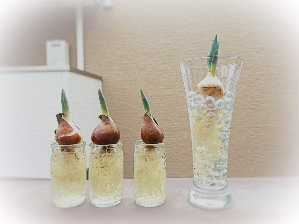 の画像 by たやさん | 春のお花と植物のある暮らしと丁寧な暮らしと春が待ち遠しいと植中毒とチューリップの水耕栽培と水耕栽培とガラスベースと花のある暮らしと春を感じると水差し♪とガラス瓶と球根植物とマイブームとインテリアグリーンと根っこフェチと✨No.52✨と✨No.91✨と春のお楽しみと✨たやBEST✨