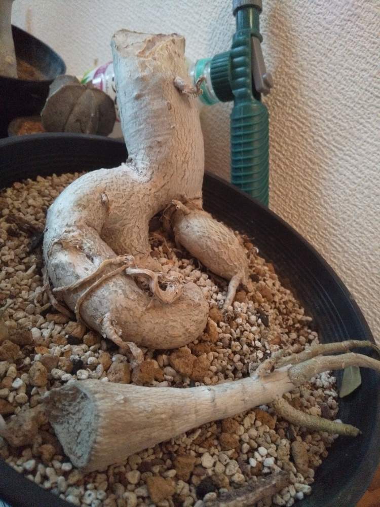 階段/廊下の画像 by 植物大好きガックンさん | 階段/廊下とアデニウムと相談とアデニウム属とガックンの植物
