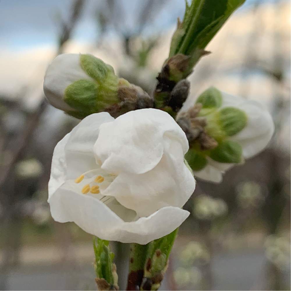 お出かけ先の画像 by Okavangoさん | お出かけ先と桃の花と三春色と大阪城公園の四季と白・しろ・ホワイトと大阪城桃園ともしかして春とGSお出かけネット