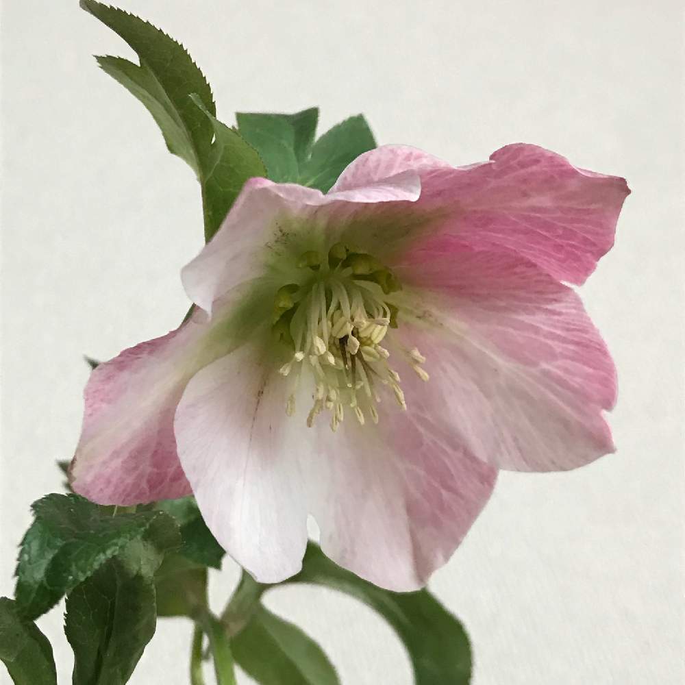 小さな庭の画像 by べすさん | 小さな庭と小さな庭の花と小さな庭❤︎と鉢植えのお花とホムセンと鉢植えの花とグラデーションカラーとクリスマスローズ・シングルと小さな庭の植物とホームセンターと花のある暮らしとクリスマスローズ❤︎とグッデイ