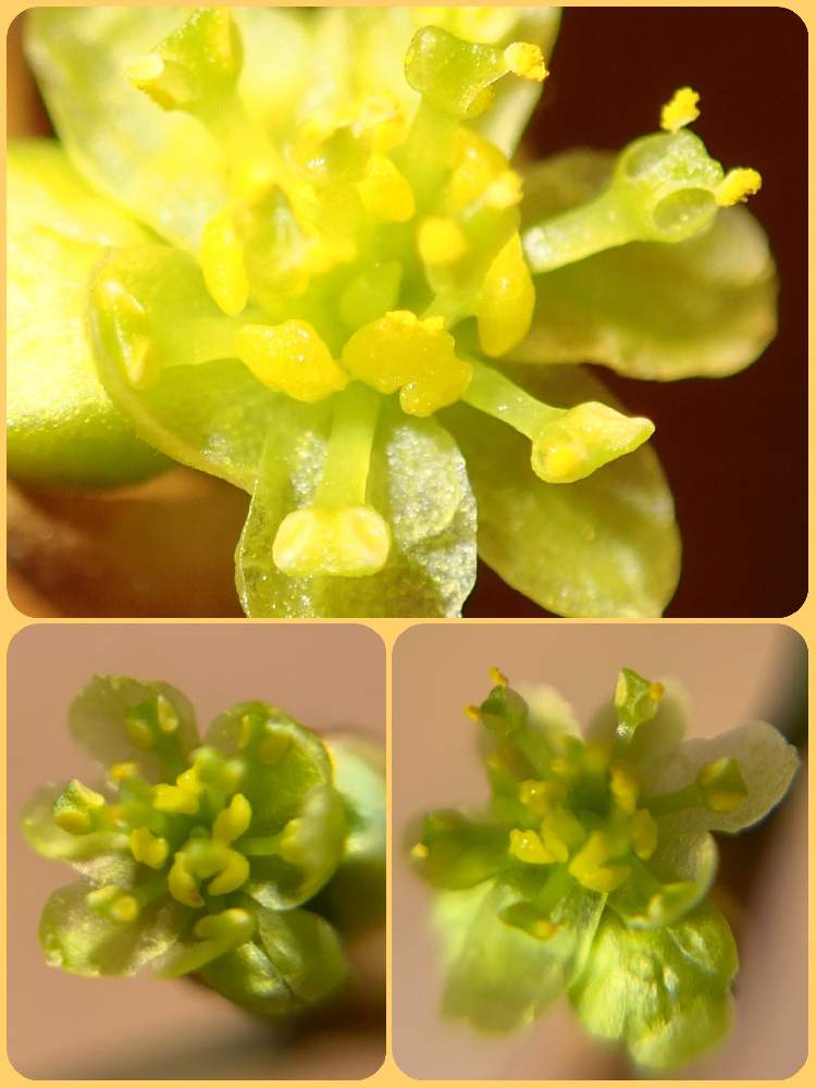 お出かけ先の画像 by ノンビリーナさん | お出かけ先とクロモジとクロモジの雄花とクスノキ科と癒しと内陸部と花のある暮らしと寒冷地とノンビリ