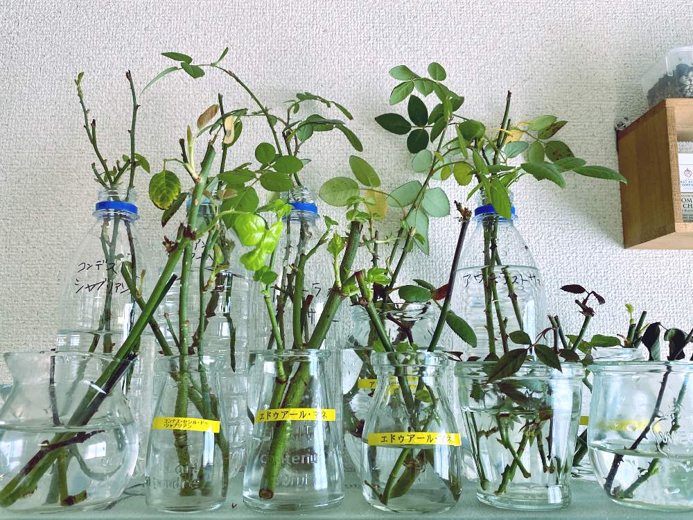 部屋の画像 by なおさん | 部屋とバラとたのしみ♡と幸せと挿し芽と植物愛がとまらないとよろしくお願いしますと自己満足と植物大好きと植物だいすきと大好きと挿し木と植中毒と根っこと水耕栽培と小さな幸せ♡と挿し穂とうれしい!と可愛いとバラ・ミニバラ