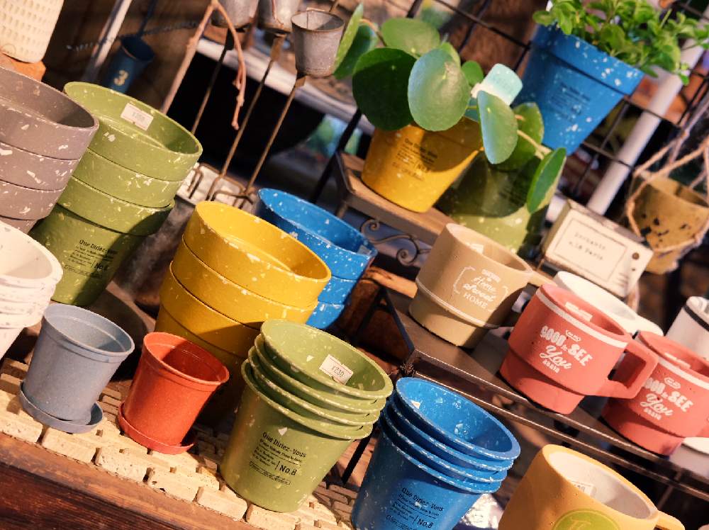 の画像 by Green Terraceさん | ピレア・ぺぺロミオイデスとペペロミア ロタンデフォーリアと観葉植物と入荷情報♪と新規入荷とオススメとお知らせと花のある暮らしとお花屋さん