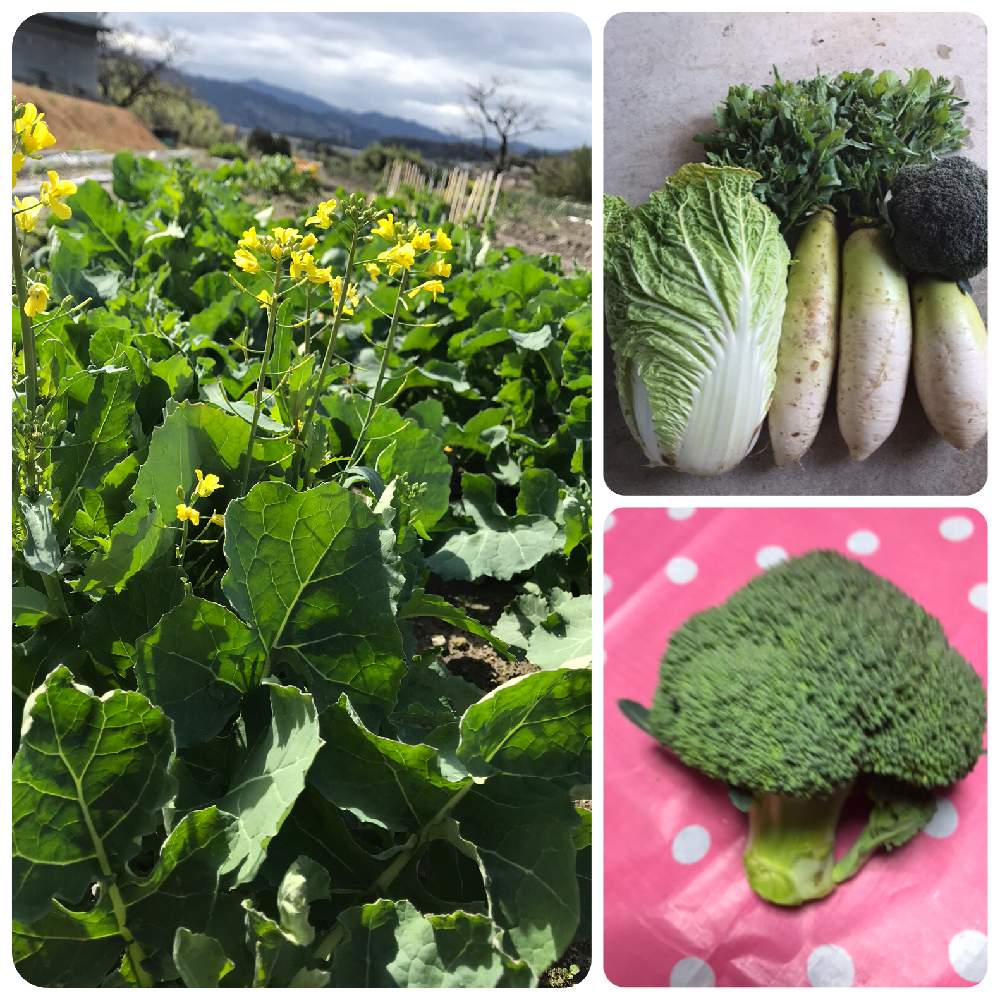 畑の画像 by なおなお624さん | 畑と多肉植物初心者と大根 白菜 ブロッコリー 菜花と白ネコと多肉女子と茶トラ ネコと多肉植物あれこれとひとり農業