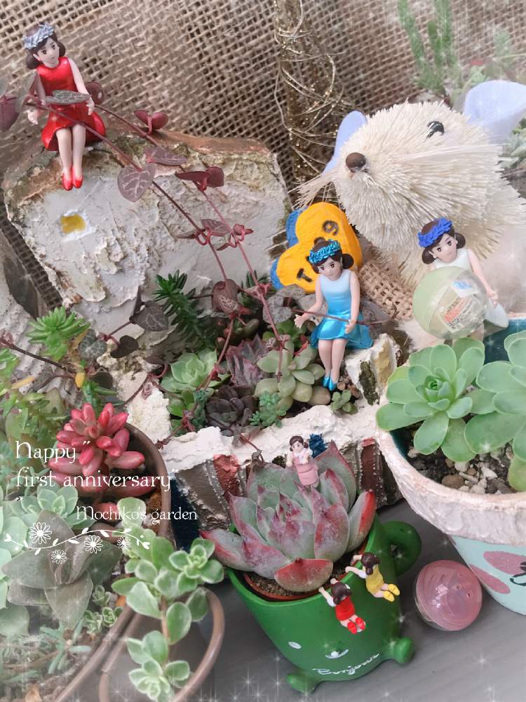 棚の画像 by さくら餅子さん | 棚と多肉植物とHTCとキュンキュン乙女倶楽部とフチ子とたにおた1周年とたにおたくらぶNo.178*とGSミニモニ。とHTC社員No.282と餅子の多肉棚と多肉ラボ©と多肉女子と餅子の多肉寄せ植えと多肉おばちゃんとGSアダルトチームとGSミニモニ。No.64とたにおたくらぶ