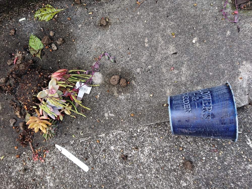 の画像 by りえさん | 多肉植物と鉢落とすとGS2年生と多肉植物寄せ植えと下手くそ寄せ植えとたにおたくらぶNo.59とたにおたくらぶと多肉寄せ植え