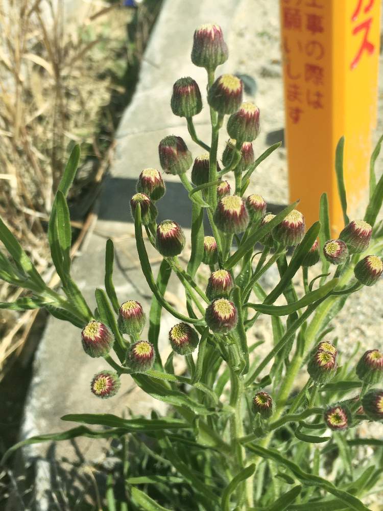 お出かけ先の画像 by あやちゃんですさん | お出かけ先とアレチノギクと散歩の途中でとお花が大好きと空き地にて♪とiphoneで撮影と葉っぱが綺麗♡と元気なお花と綺麗なお花とお花が好き♡とお花が可愛いと青空の下でと花のある暮らしとお花の追跡