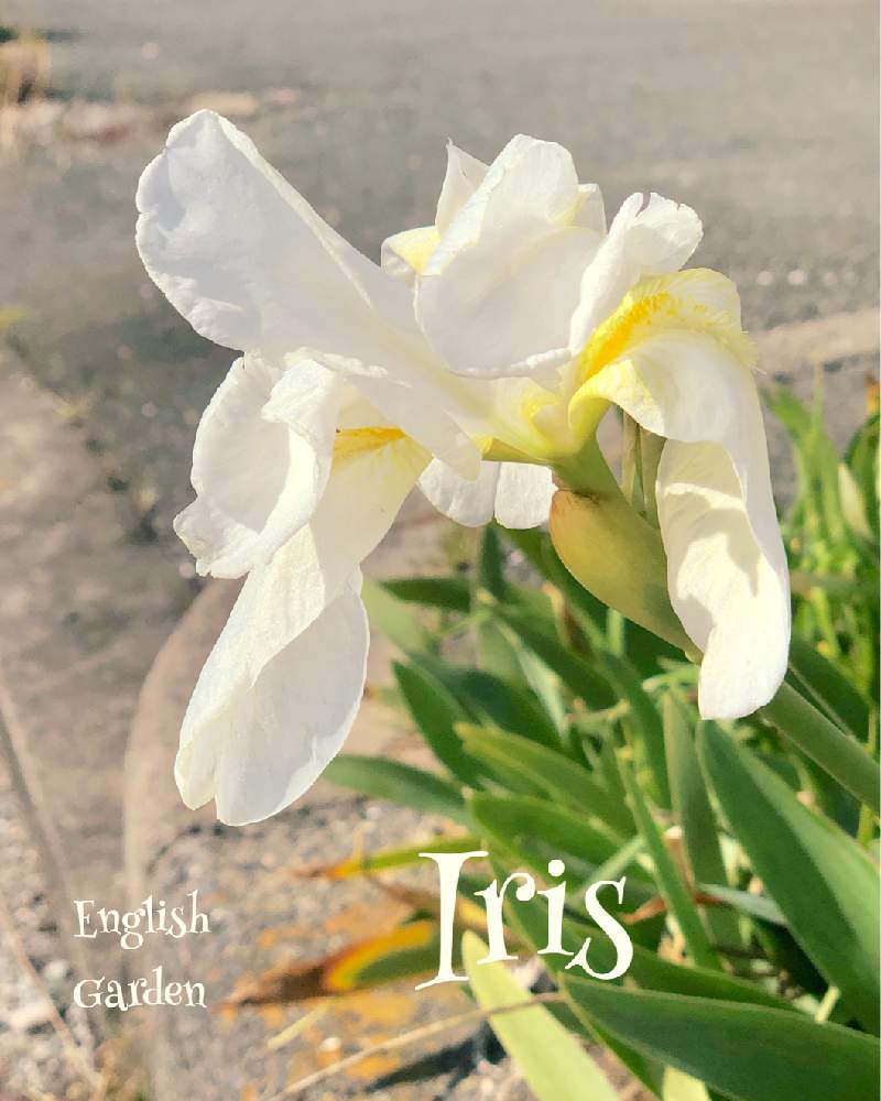 お出かけ先の画像 by イングリッシュガーデンさん | お出かけ先とジャーマンアイリスとかわいい♡とGS映えと今日のお花と綺麗なお花と可愛いと花のある暮らしとGSアダルトチームとかわいいな♡と色合いがキレイとチーム愛知とEGお出かけ先